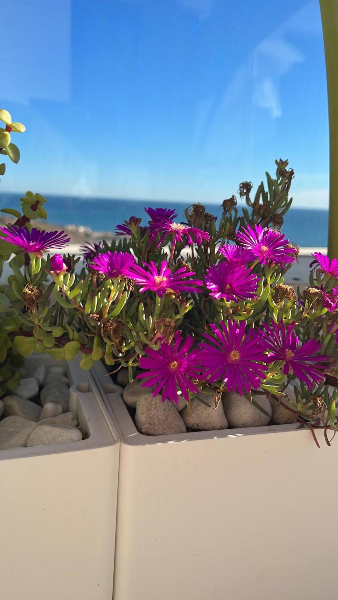 린콘데라빅토리아 Rincon Idilia 아파트 외부 사진